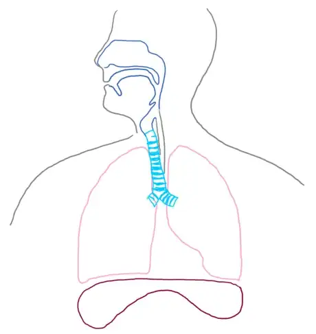 Image titled Diaphragm_respsyst_gb2653.png