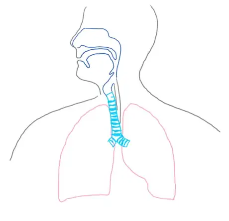 Image titled Esophagus_respsyst_gb2653.png