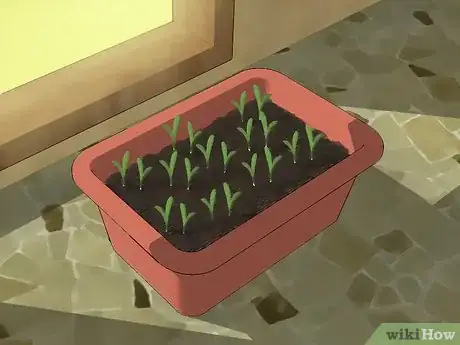 Image titled Grow Cilantro Step 10