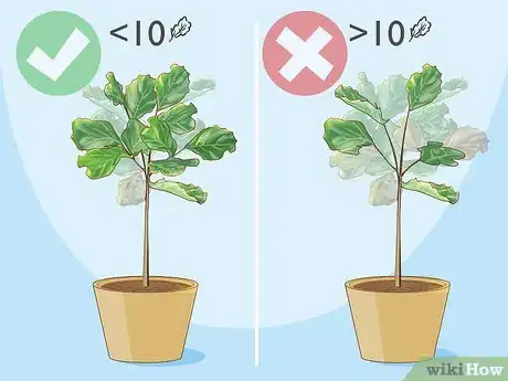 Image titled Prune Fiddle Leaf Fig Step 3