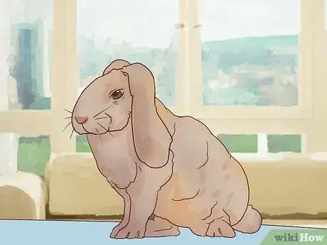 Image titled Deal with a Sick Rabbit Step 1