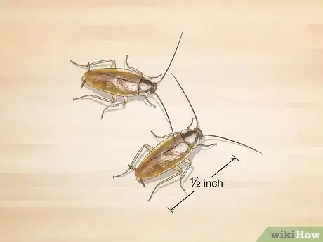 Image titled Identify a Cockroach Step 8