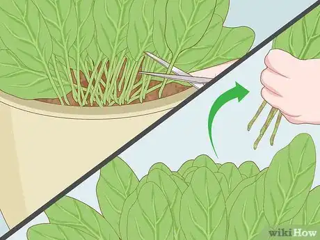 Image titled Harvest Spinach Step 2
