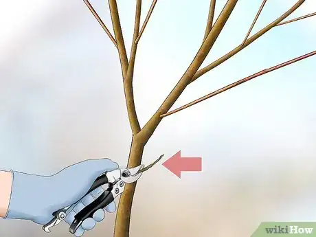 Image titled Prune a Dogwood Step 6
