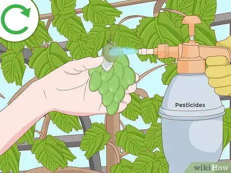 Image titled Protect Grapes from Insects Step 9