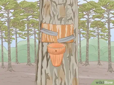 Image titled Tap a Pine Tree Step 6