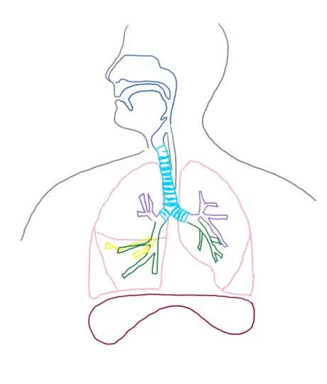 Image titled Bronchi_respsyst_gb2653.png