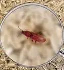 Identify Beetles