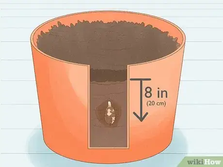 Image titled Plant Elephant Ear Bulbs in a Pot Step 6