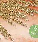 Grow Wheat in Your Garden