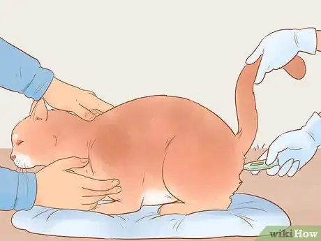 Image titled Know if Your Cat Is Sick Step 2