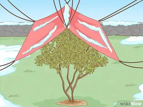 Image titled Plant Guava Trees Step 12