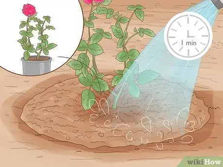 Image titled Grow Long Stem Roses at Home Step 14