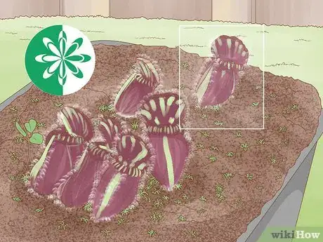 Image titled Propagate Pitcher Plants Step 23