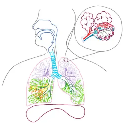 Image titled Capillaries_respsyst_gb2653.png
