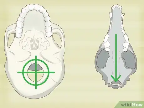 Image titled Identify Human Bones Step 4