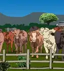 Tell the Difference Between Bulls, Cows, Steers and Heifers