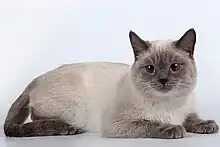 Thai