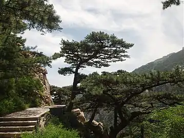 In Tai'an, Shandong