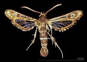 ♂