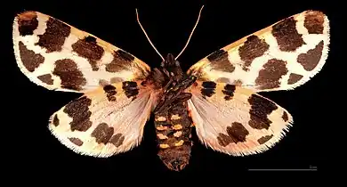 ♂ △