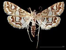 ♂   △