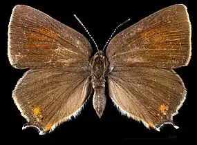 Satyrium spini ♂