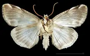 ♂   △