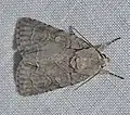 Adult