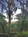 1000 Steps, Kokoda Track Memorial Walk, Dandenong Ranges National Park