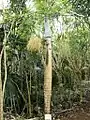 Hyophorbe verschaffeltii is known as the "spindle palm" as its trunk swells in the middle. It has black fruits and yellow-green foliage.