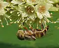 Hoverfly on a Desi Badam