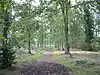 Pamber Forest