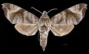 Female dorsal