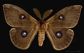 ♂
