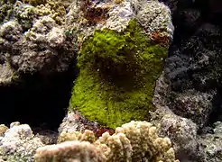 Unidentified encrusting species