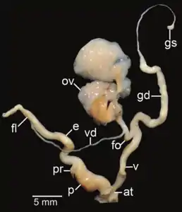 Amphidromus xiengensis; at&nbsp;– atrium; e&nbsp;– epiphallus; fl&nbsp;– flagellum; fo&nbsp;– free oviduct; gd&nbsp;– gametolytic duct; gs&nbsp;– gametolytic sac; ov&nbsp;– oviduct; p&nbsp;– penis; pr&nbsp;– penial retractor muscle; v&nbsp;– vagina; vd&nbsp;– vas deferens