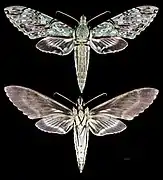 Amphimoea
