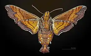 Female underside