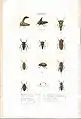 Plate 10 from: C.J.-B. Amyot and J. G. Audinet-Serville (1843). Histoire naturelle des insectes. Hémiptères. Paris, Librairie encyclopédique de Roret.