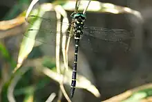 Anotogaster sieboldii on a twig