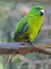A green parrot with a light-green underside