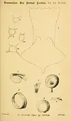 #62 (?/10/1887)Illustration of the A.&nbsp;longimanus specimen by T. W. Kirk, showing the posterior end of the mantle (including caudal fins), details of arm and tentacular suckers, and transverse sections of arms I–IV (Kirk, 1888:pl. 8)