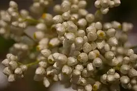 Alternate varietal
