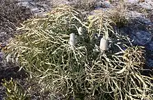A small spreading shrub about 40 cm (15.5 in) high, with several inflorescences in early bud, growing in sand