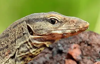 Head