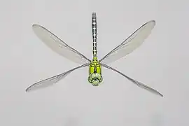 male