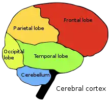 Four cerebral lobes and cerebellum:&nbsp;&nbsp;Occipital lobe&nbsp;&nbsp;Parietal lobe&nbsp;&nbsp;Frontal lobe&nbsp;&nbsp;Temporal lobe