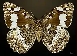 Female underside