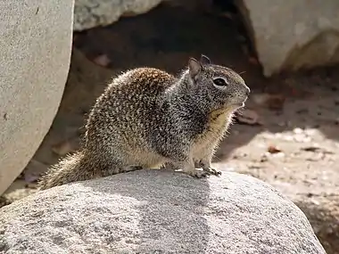 Image 13California Ground SquirrelPhoto credit: Howard ChengThe California Ground Squirrel (Spermophilus beecheyi) is a common and easily observed ground squirrel of the western United States and the Baja California peninsula. Their upper parts are mottled, the fur containing a mixture of gray, light brown and dusky hairs. Head and body are about 30&nbsp;cm (12&nbsp;in) long and the tail an additional 15&nbsp;cm (5.9&nbsp;in).More selected pictures